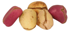 Kola nut Image